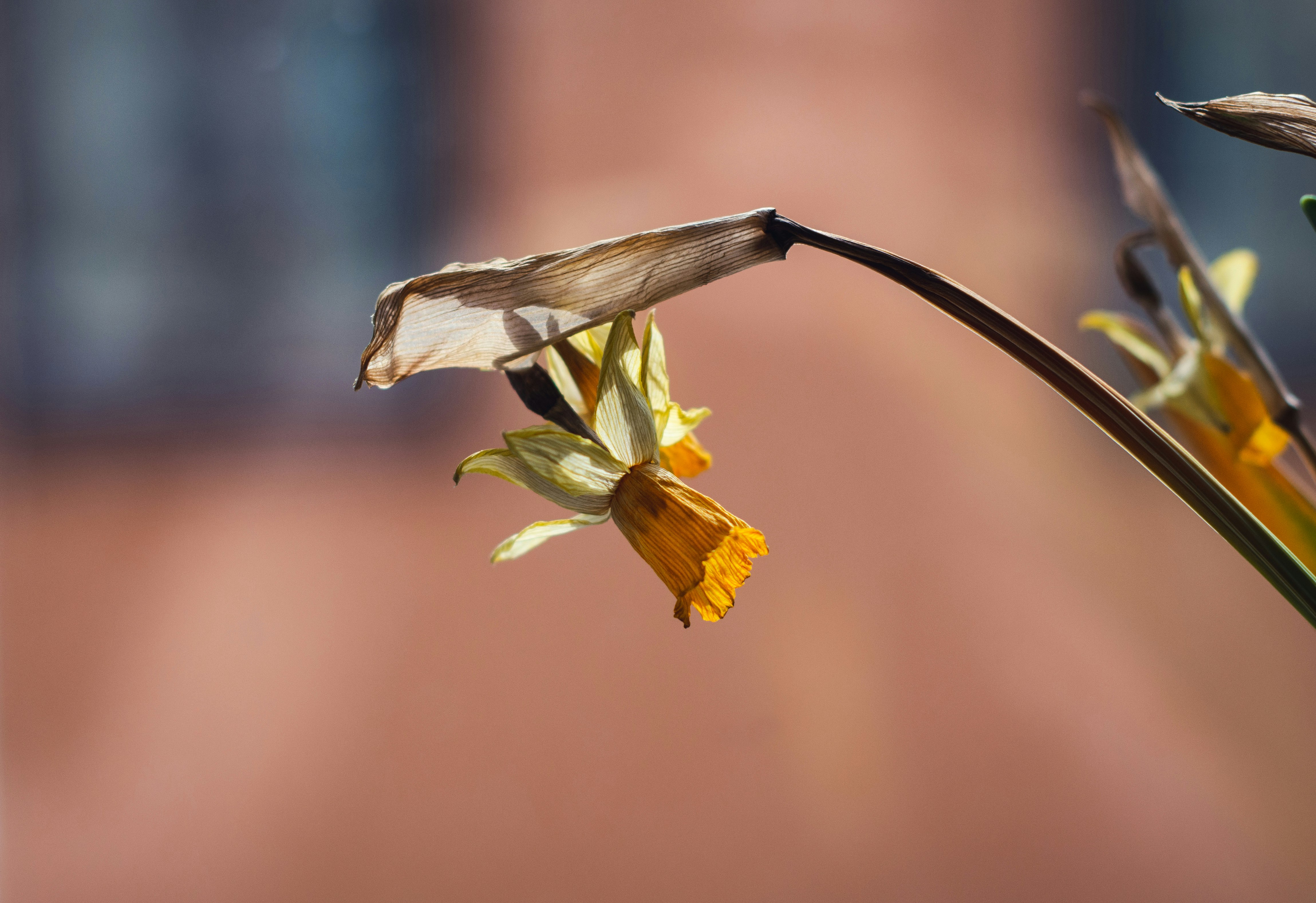 yellow and white flower in tilt shift lens